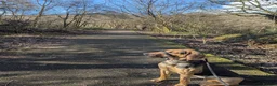 Bloodhound dogs for sale: Loving Bloodhound looking for an active home in Pontypridd - Advert 6