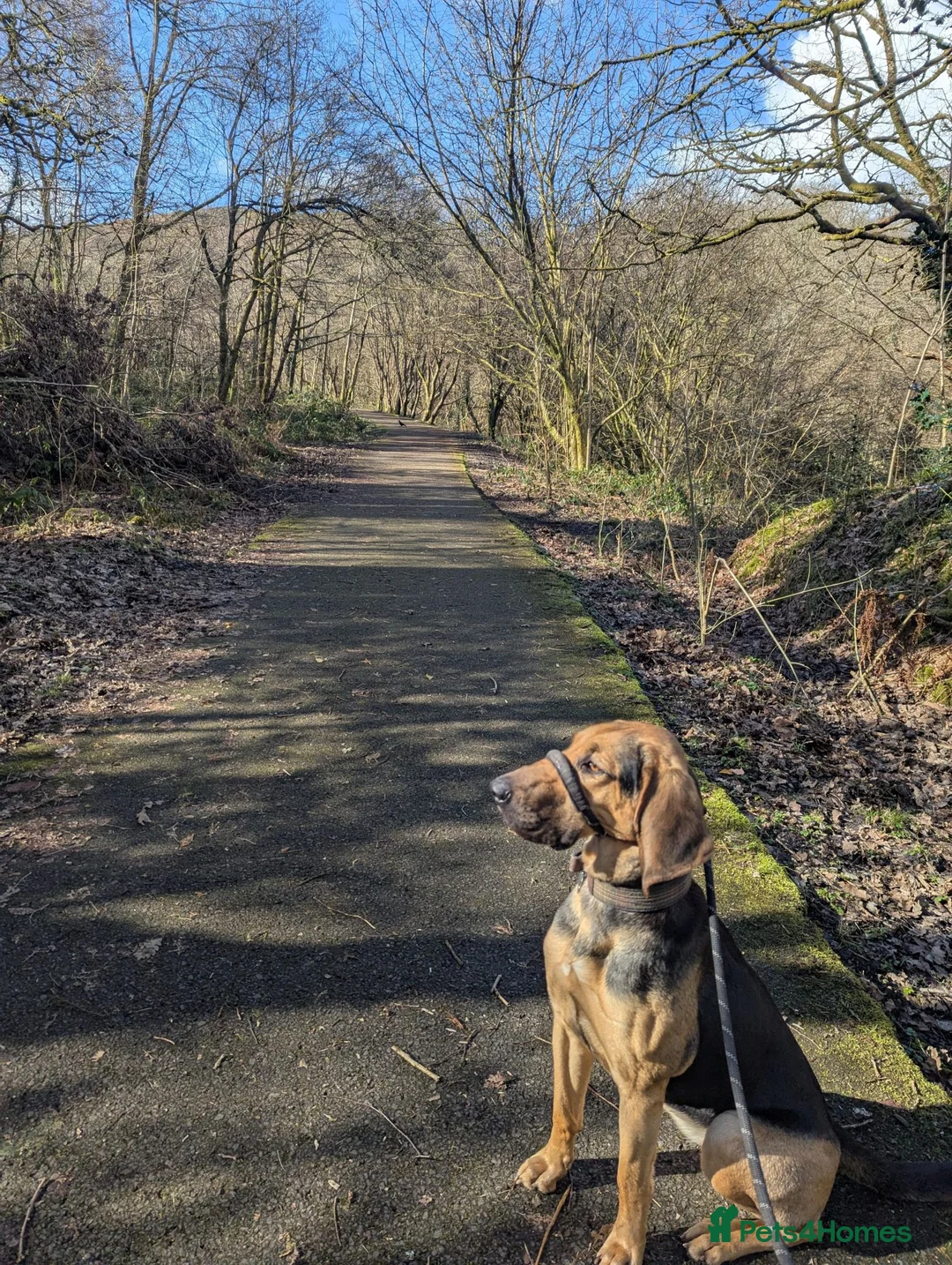 Bloodhound dogs for sale: Loving Bloodhound looking for an active home in Pontypridd - Advert 6