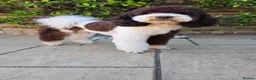 Poodle dogs for stud: STUNNING FULLY HEALTH TESTED MOYEN POODLE🐾  - Advert 4