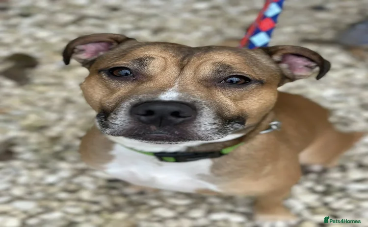 Staffordshire Bull Terrier dogs - Advert 1