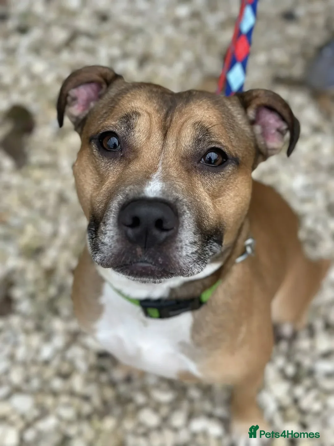 Staffordshire Bull Terrier dogs for adoption: Runt  - Image 1