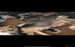 Jack Russell dogs for sale: Miniature Jack Russell Puppies - Image 8
