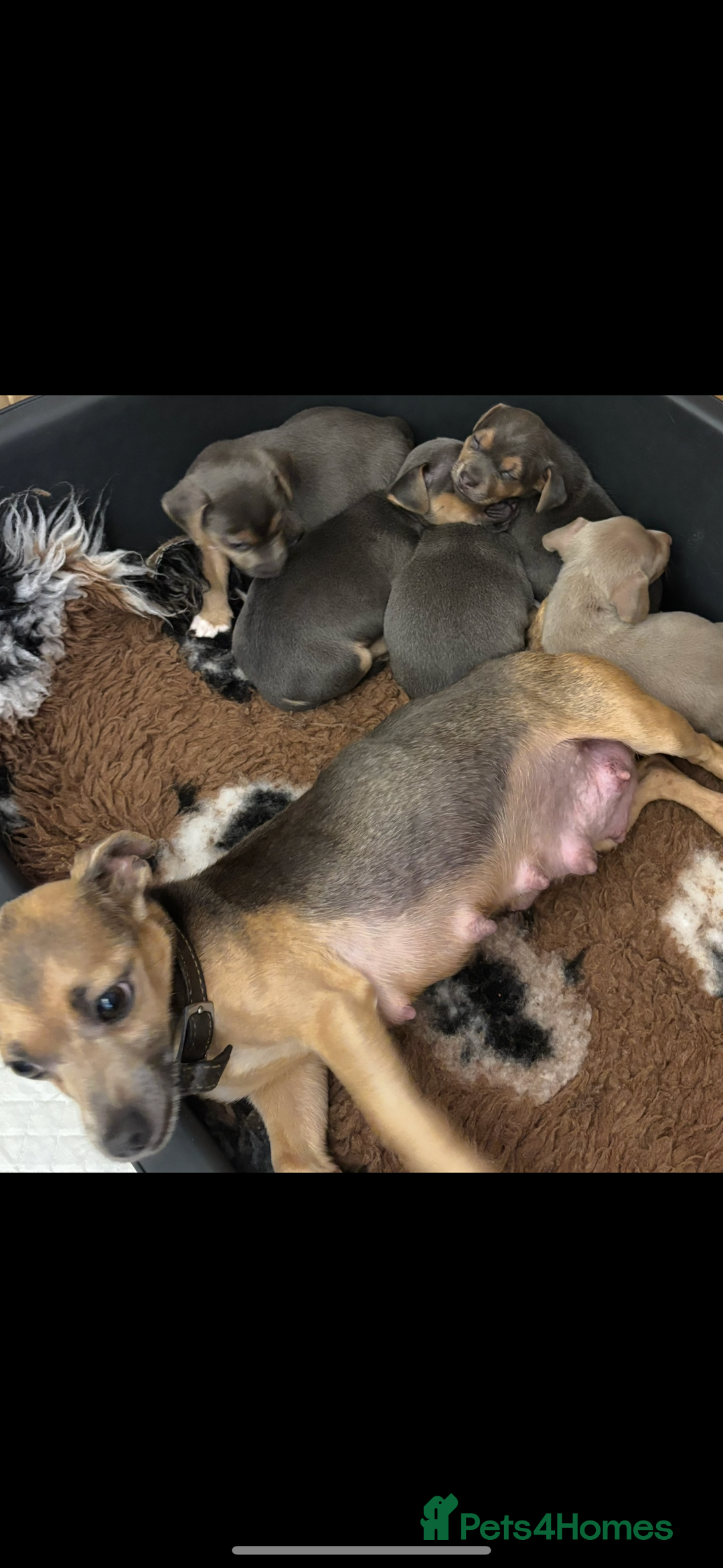 Jack Russell dogs for sale: Miniature Jack Russell Puppies - Image 8