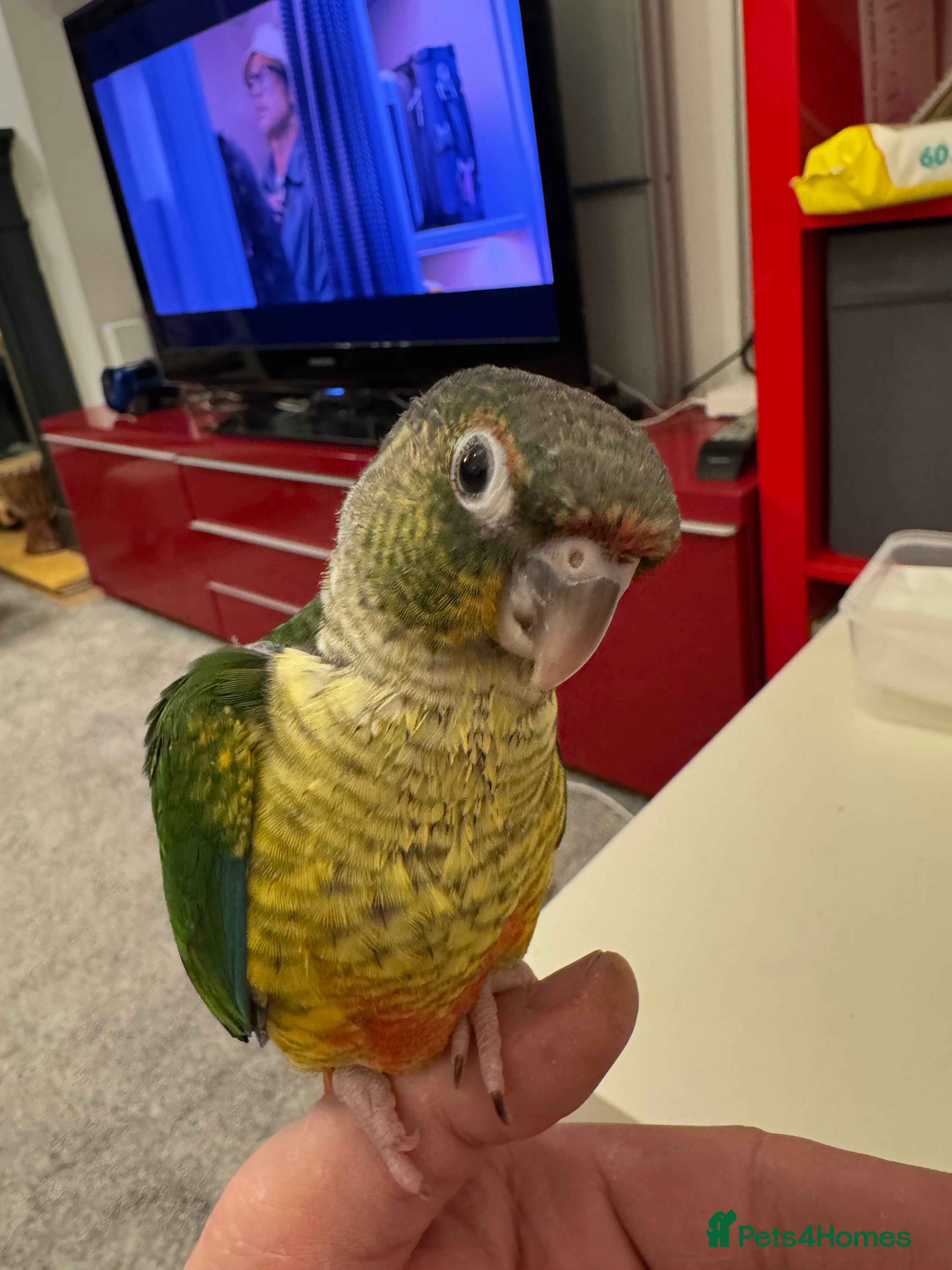 Conures birds 2 Hand reared baby conures - Advert 1