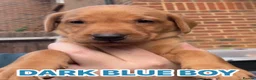 Labrador Retriever dogs for sale: Fox red Labrador puppies  - Advert 8