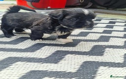 Shih Tzu dogs for sale: wonderful puppies  - Image 13