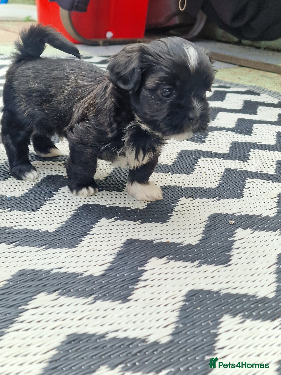 Shih Tzu dogs for sale: wonderful puppies  - Image 13