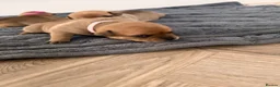 Staffordshire Bull Terrier dogs for sale: Staffordshire bull terrier  - Advert 25