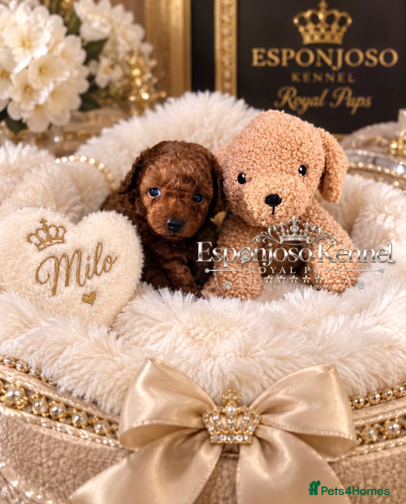 Toy Poodle dogs 5⭐️licensed ESPONJOSO tiny Half Asian Toy Poodle👑 - Advert 1