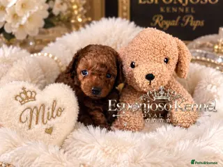 Toy Poodle dogs 5⭐️licensed ESPONJOSO tiny Half Asian Toy Poodle👑 - Advert 1