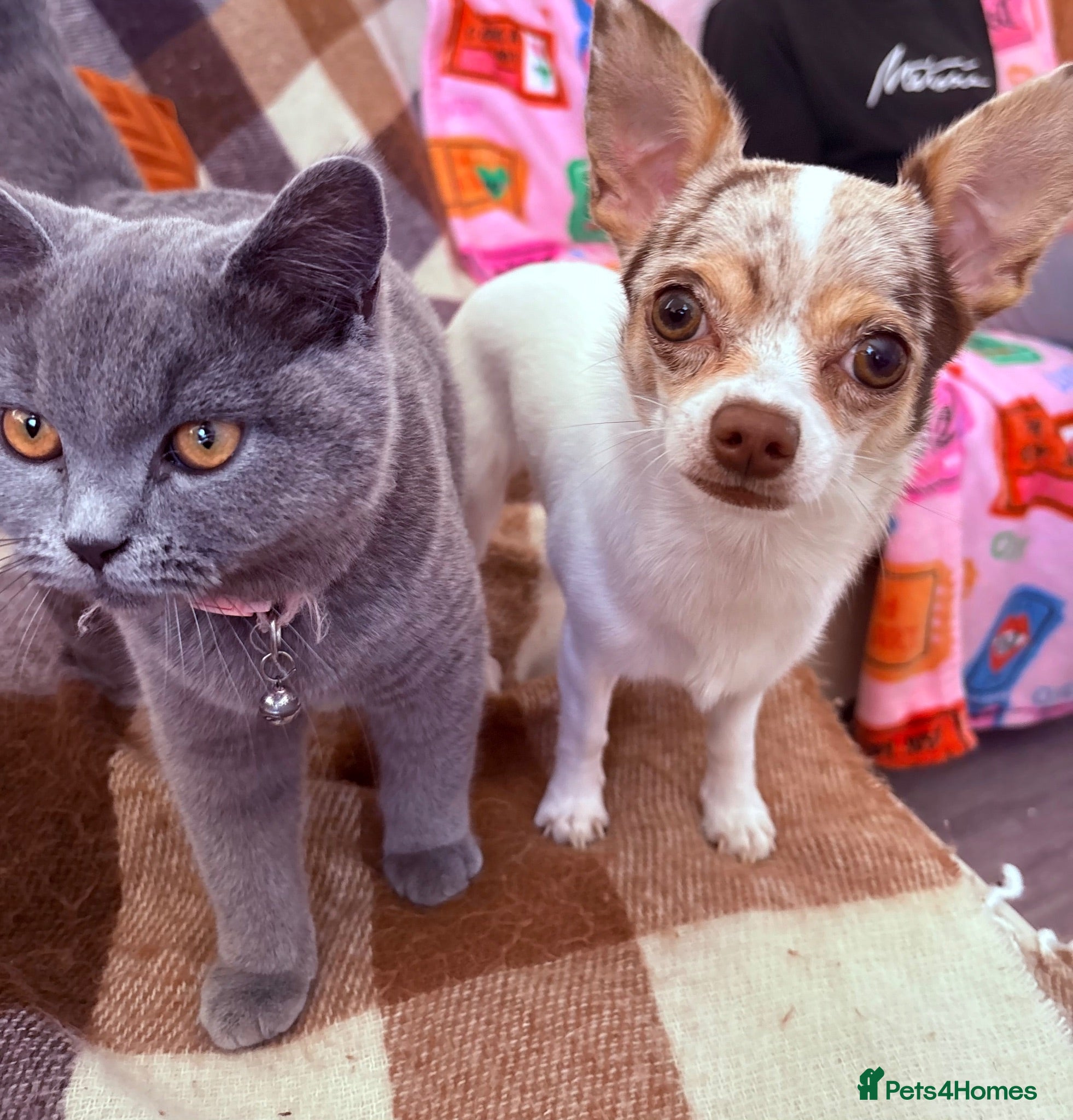 British Shorthair cats 💕two stunning blue girls 💕 - Advert 12