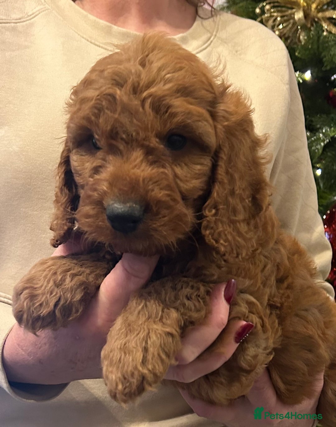Cockapoo dogs for sale: 🐕‍🦺🐶ADORABLE COCKAPOO 🐶 🐕‍🦺 - Advert 3