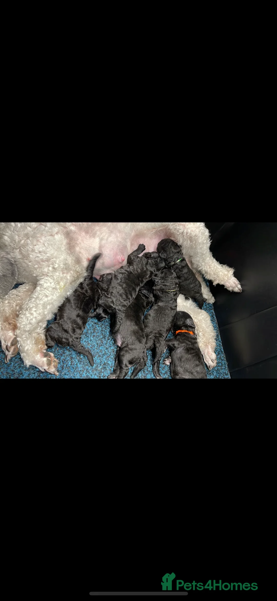 Miniature Poodle dogs for stud: RUSSIAN IMPORTED MINI SILVER POODLE STUD in Wigan - Advert 8