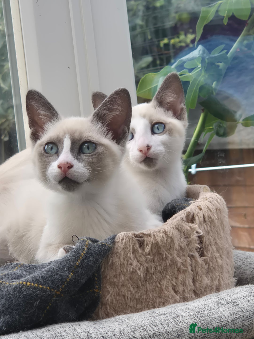 Snowshoe cats for sale: Stunning pedigree blue point Snowshoe kittens  - Image 8