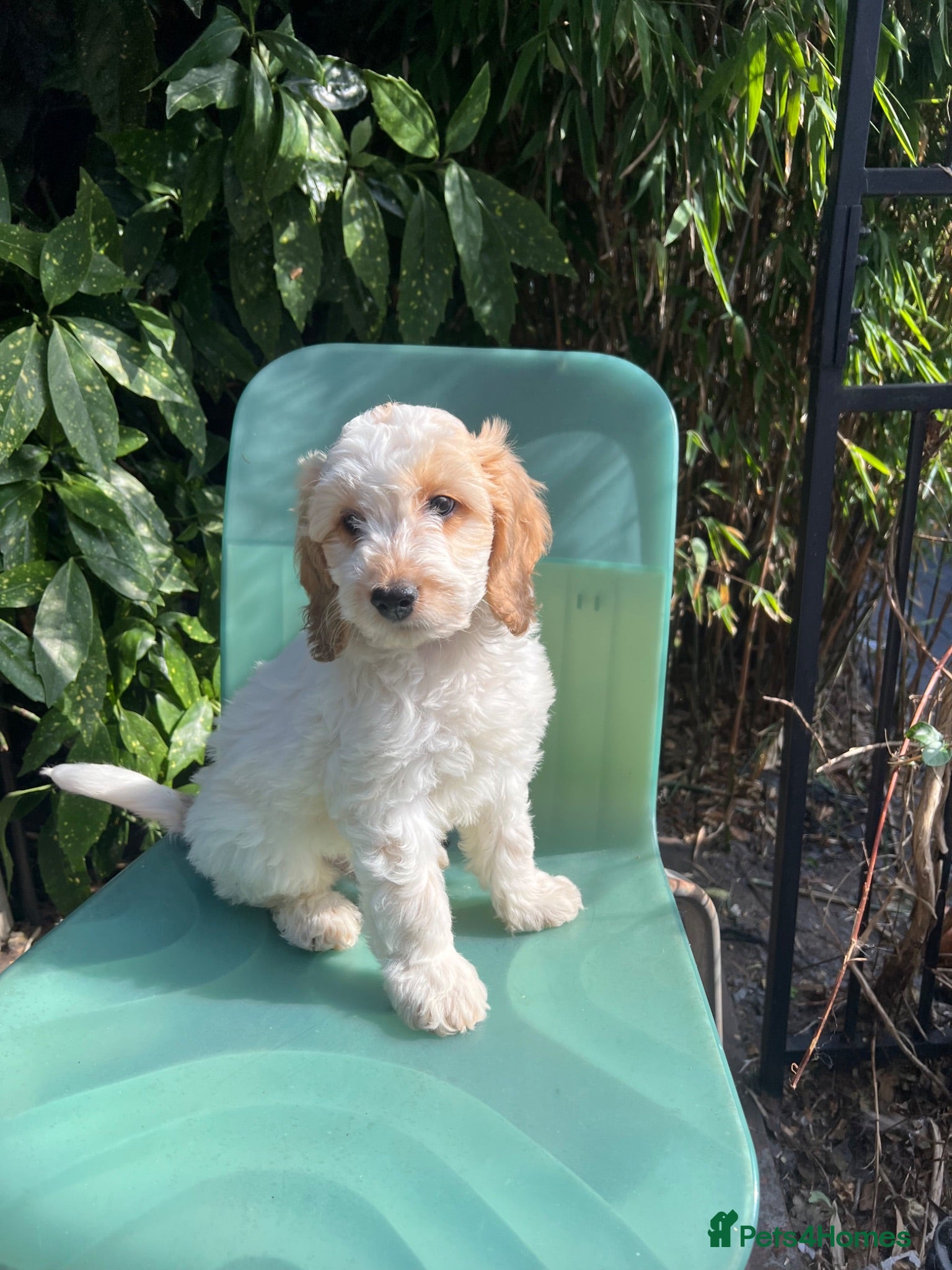 Cockapoo dogs F1 Roan Cockapoo-health tested,full refund guarant - Advert 1