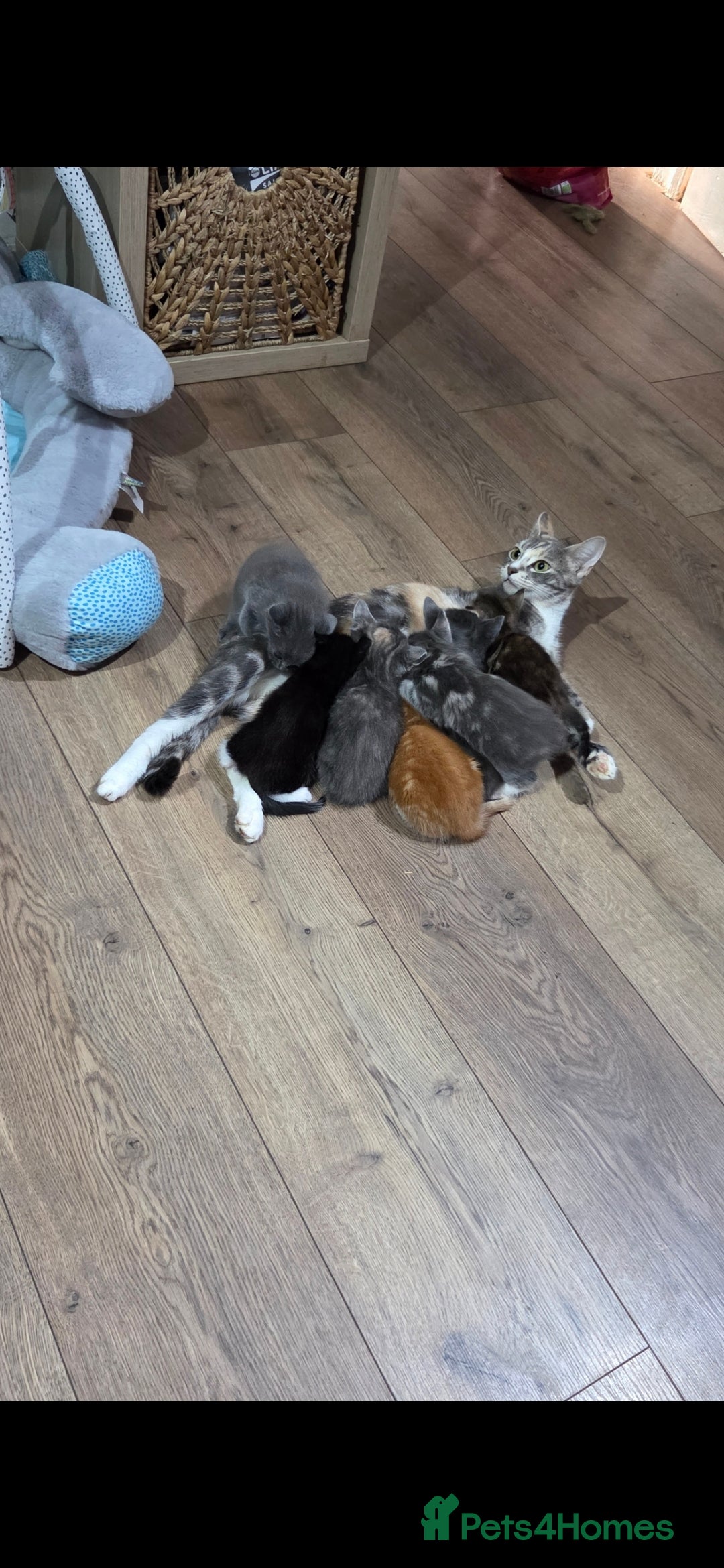 Mixed Breed cats Kittens  - Advert 16