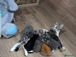 Mixed Breed cats Kittens - Advert 3