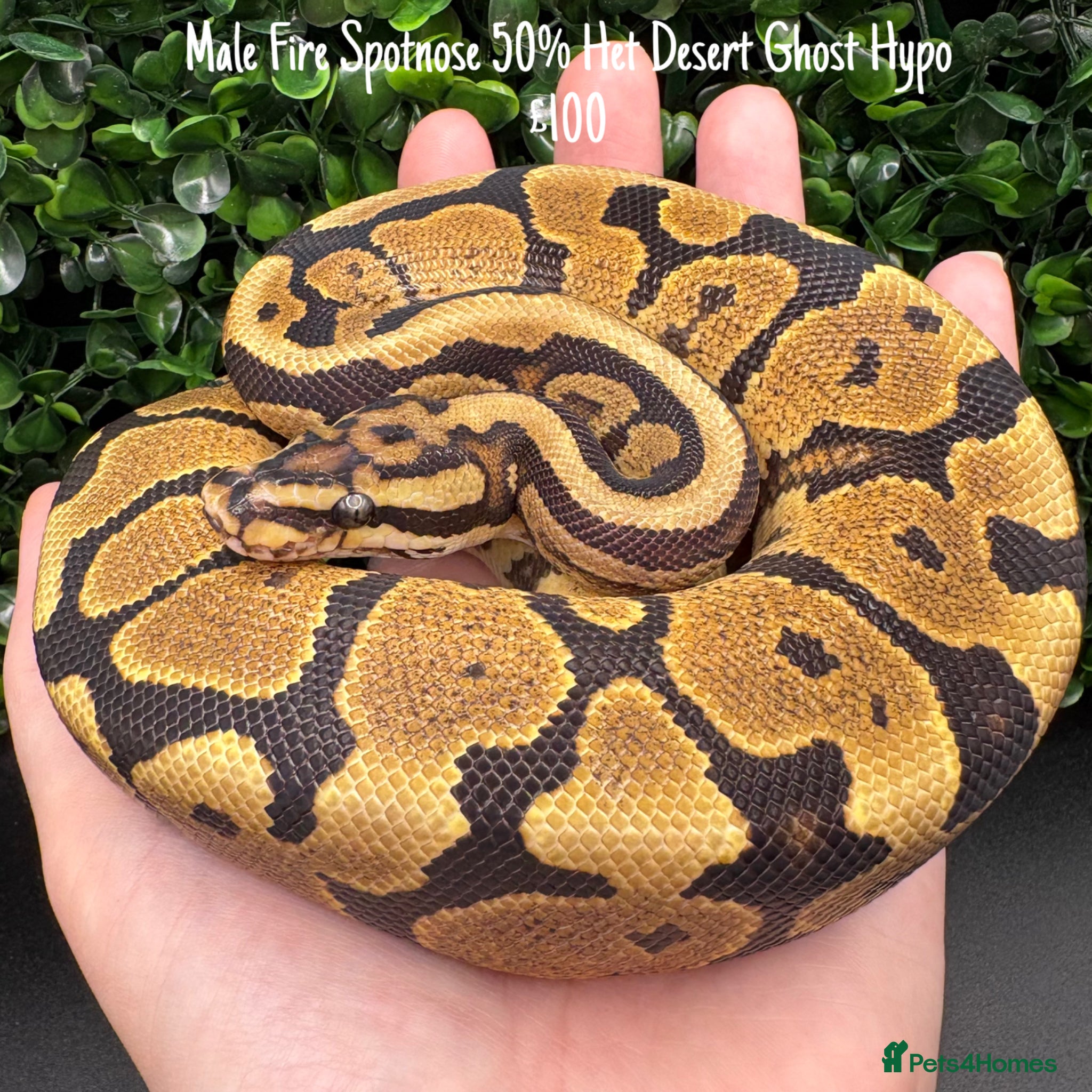 Python Snake reptiles for sale: Juvenile ball pythons - Advert 2