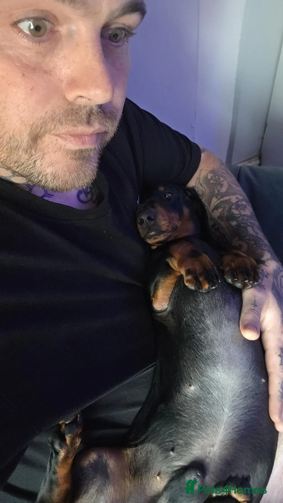Dachshund dogs for sale: Dog for rehome - Advert 2