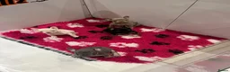 French Bulldog dogs for sale: French bulldog pups  - Advert 2