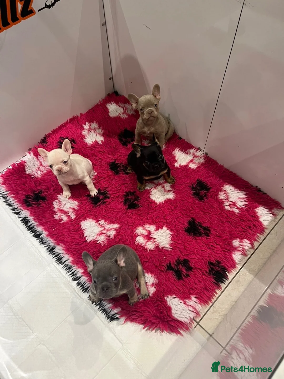 French Bulldog dogs for sale: French bulldog pups  - Advert 2