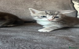 Mixed Breed cats for sale: Kittens - Image 6