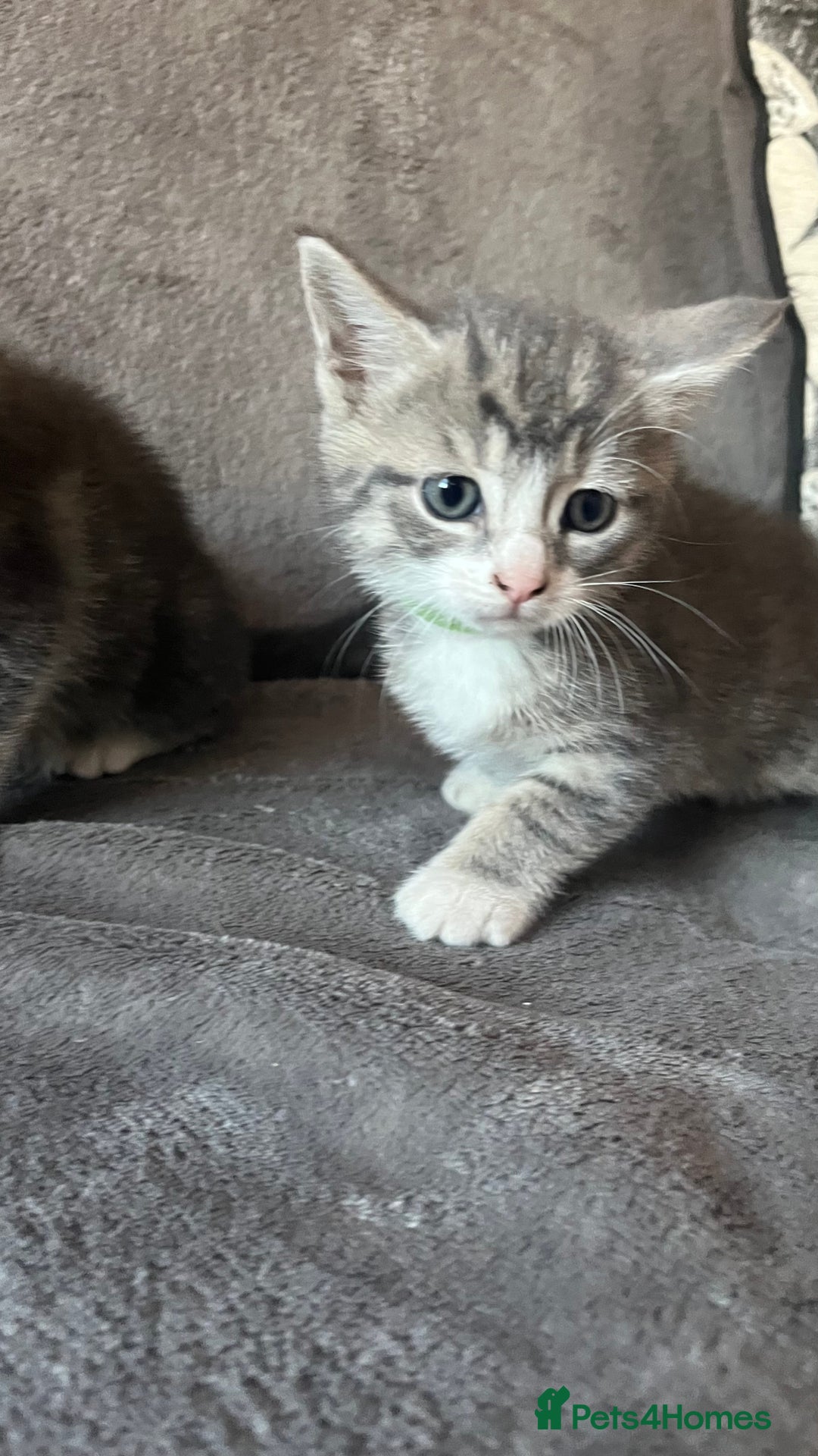 Mixed Breed cats for sale: Kittens - Image 6