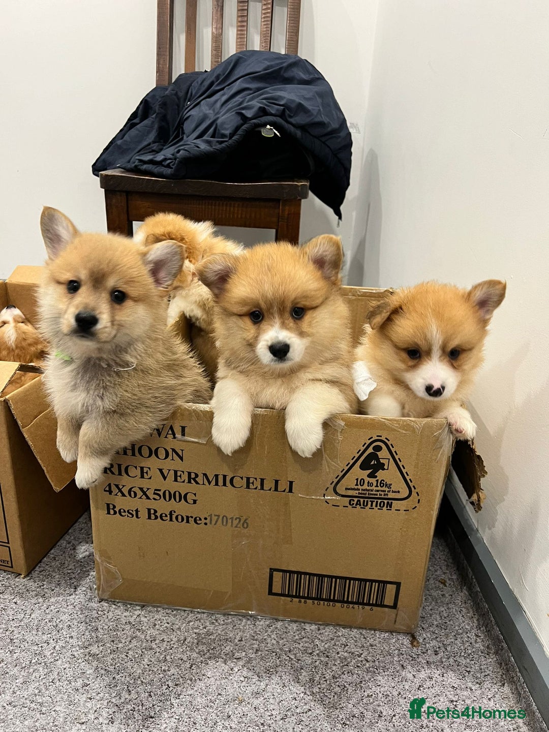 Welsh Corgi Pembroke dogs for sale: pembroke corgi puppy - Image 2