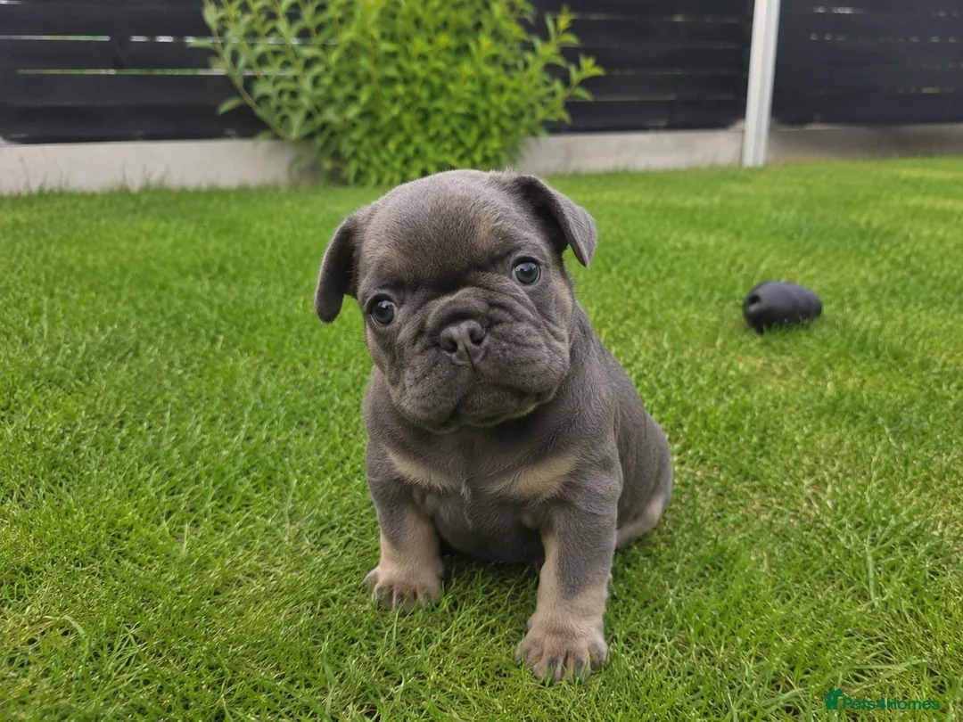 French Bulldog dogs for sale:  gorgeous French Bulldog puppies  in Manchester - Advert 3