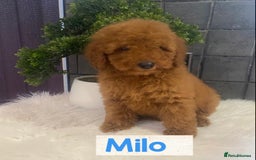 Miniature Poodle dogs for sale: Gorgeous Red Minature Poodles Puppies  - Image 10