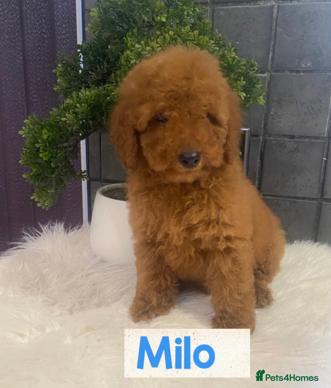 Miniature Poodle dogs for sale: Gorgeous Red Minature Poodles Puppies  - Image 10