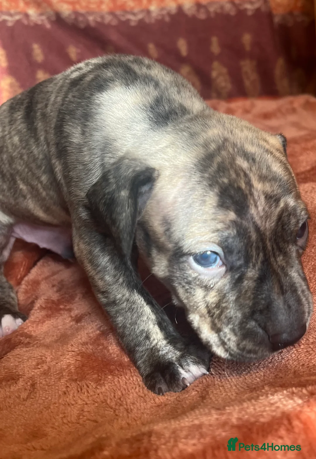 Staffordshire Bull Terrier dogs for sale: Staffordshire Bull Terrier Puppies🐾 - Advert 2