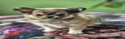 Chihuahua dogs for sale: Amazing Tiny Longcoat Chihuahua Puppies - Advert 10