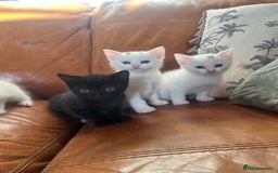 Mixed Breed cats for sale: 4 Adorable kittens - Image 1