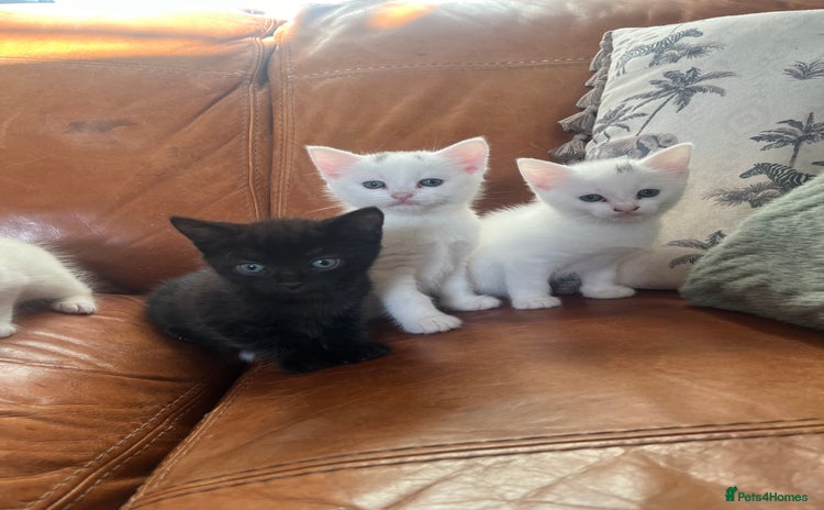 Mixed Breed cats - Advert 5