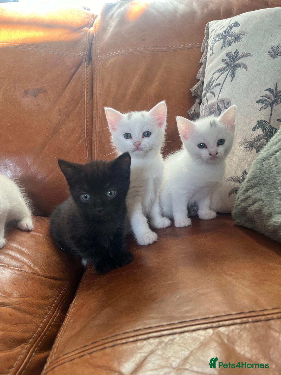 Mixed Breed cats for sale: 4 Adorable kittens - Image 1