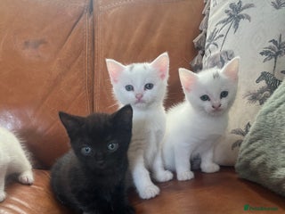 Mixed Breed cats - Advert 26