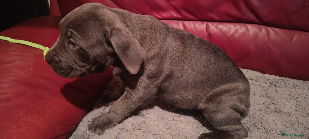 Cane Corso dogs for sale: 100 percent cane corsos puppys - Image 6