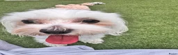 Bichon Frise dogs for sale: 🐾 Ace – Sweet dog Looking for His Forever Home!  in Luton - Advert 8