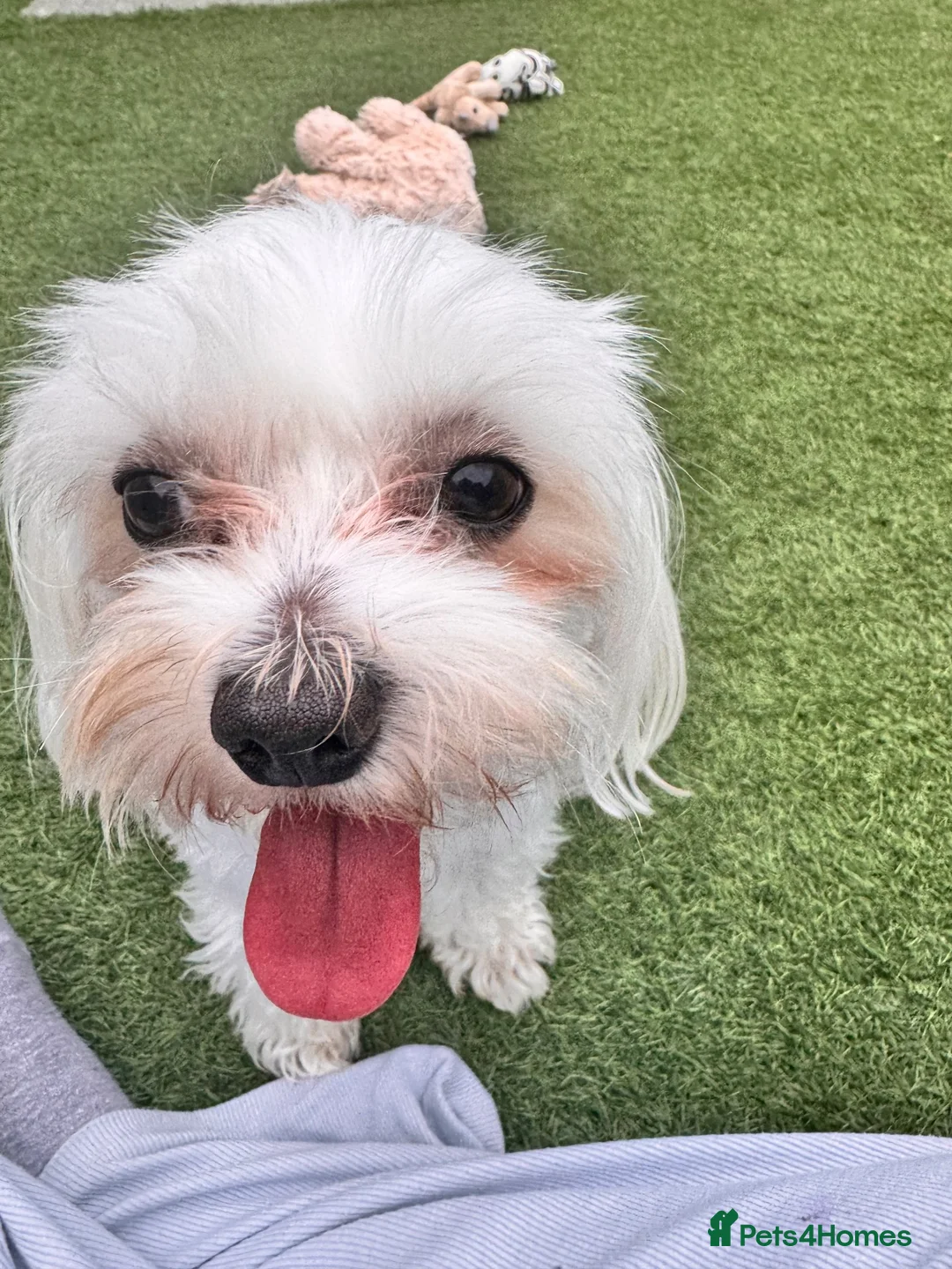Bichon Frise dogs for sale: 🐾 Ace – Sweet dog Looking for His Forever Home!  in Luton - Advert 8