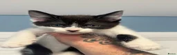 Mixed Breed cats for sale: Kittens - Advert 5