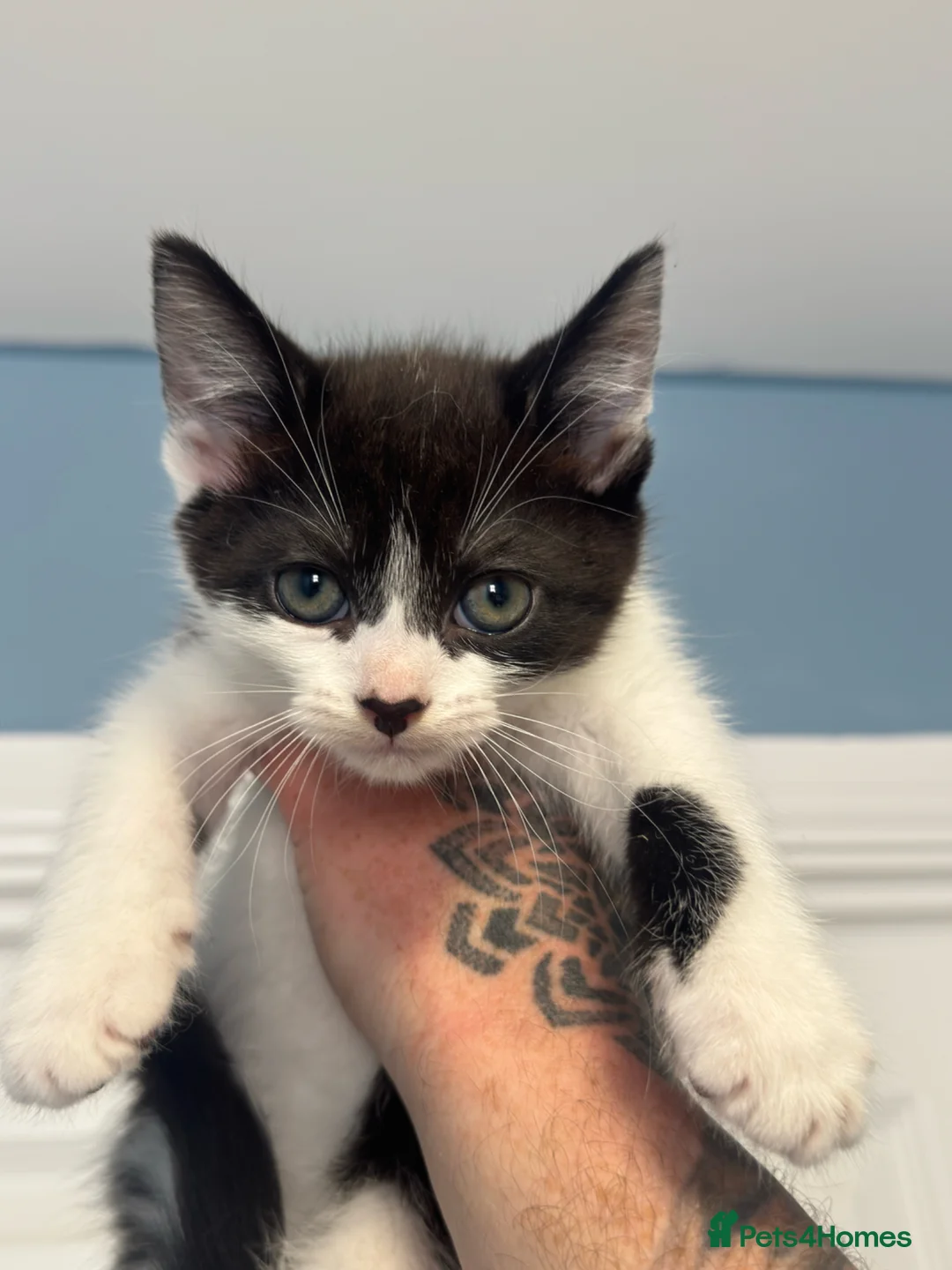Mixed Breed cats for sale: Kittens - Advert 5