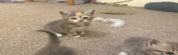 Mixed Breed cats for sale: Exotic Persian cross kittens - ready for new homes - Advert 2