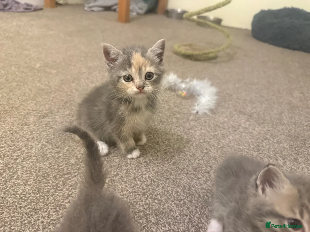 Mixed Breed cats for sale: Exotic Persian cross kittens - ready for new homes - Advert 2