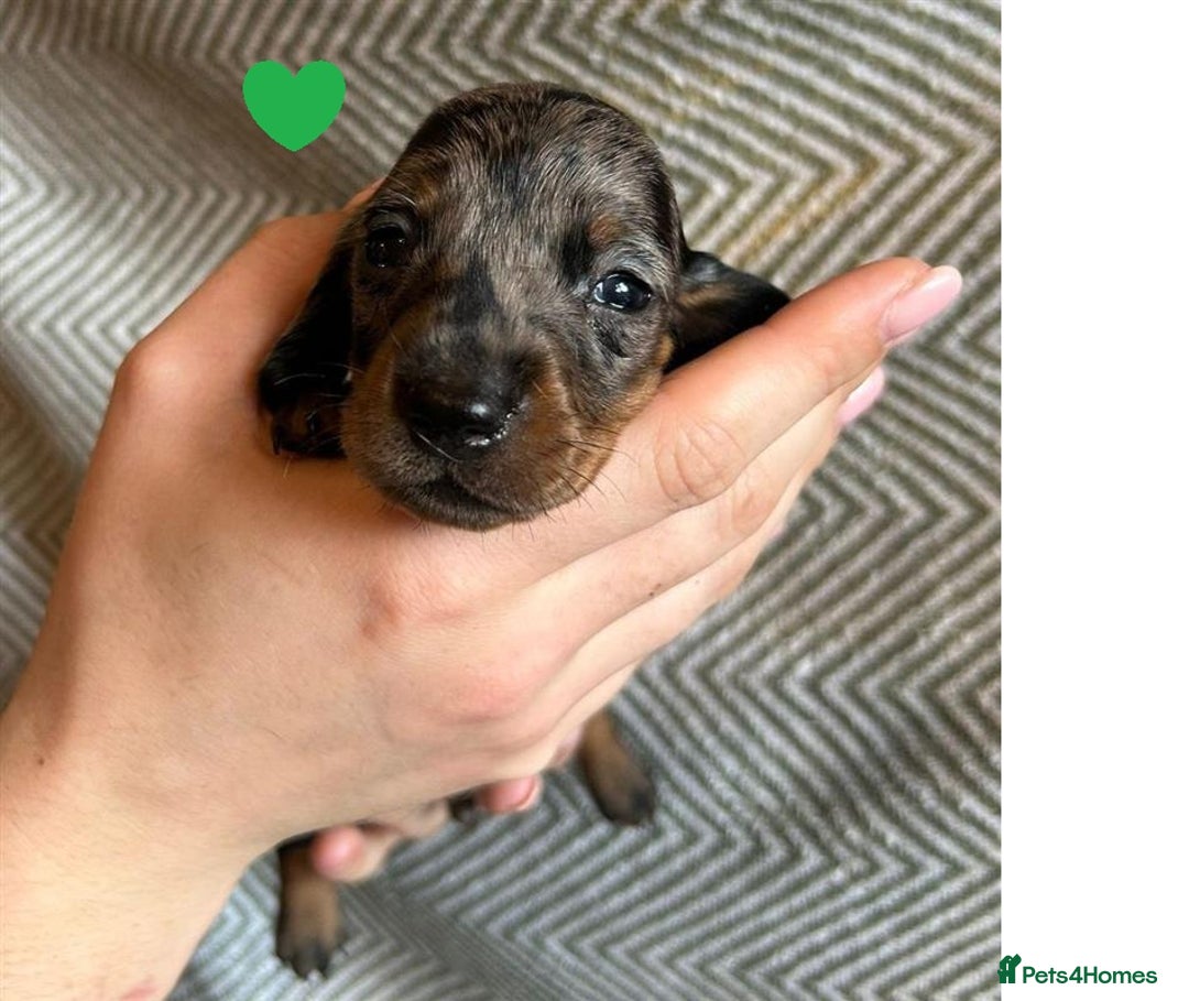 Miniature Dachshund dogs for sale: Miniature Dachshund Puppies for Sale - Image 11