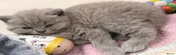 British Shorthair cats for sale: 💕🏅🏅CHAMP BLOOD BRITISH SHORT HAIR KITTENS🏅🏅💕 in Wakefield - Advert 6