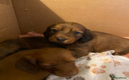 Miniature Dachshund dogs for sale: Gorgeous Long Haired Miniature Dachshund puppies!  - Image 5
