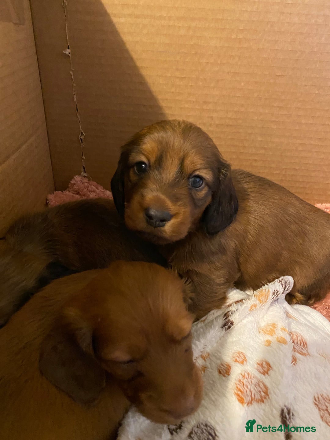 Miniature Dachshund dogs for sale: Gorgeous Long Haired Miniature Dachshund puppies!  - Image 5