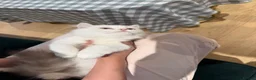 Munchkin cats for sale: Munchkin super short leg kitten - Advert 7