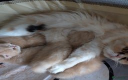 Persian cats for sale: Persian kittens  - Image 9